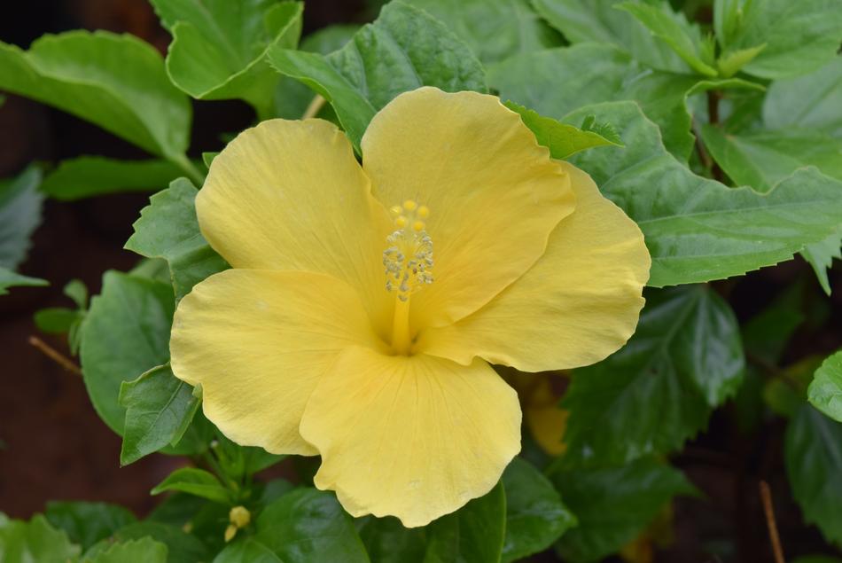 Hibiscus Rosa-Sinensis