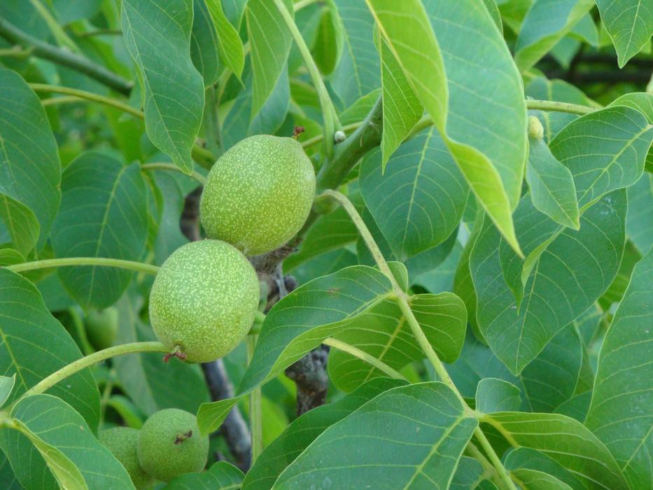 green unripe nuts on a tree