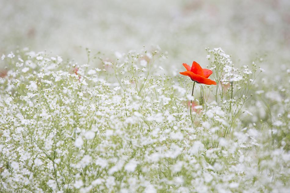 Poppy Gypsophila Elegans Red Color