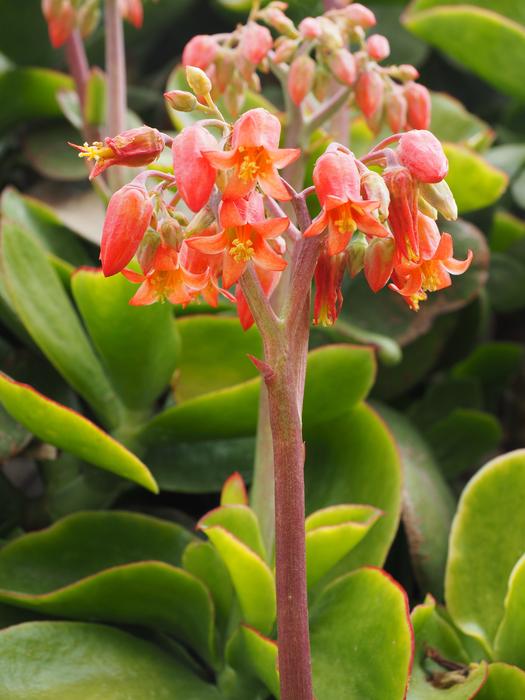 Cotyledon Orbiculata Flowers at garden