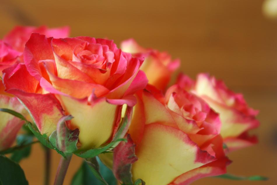 Roses Flowers bouquet picture