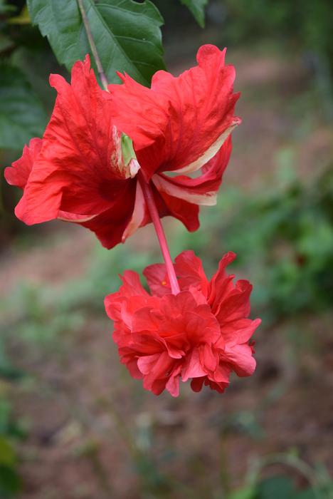 Hibiscus Rosa-Sinensis Red Flowers