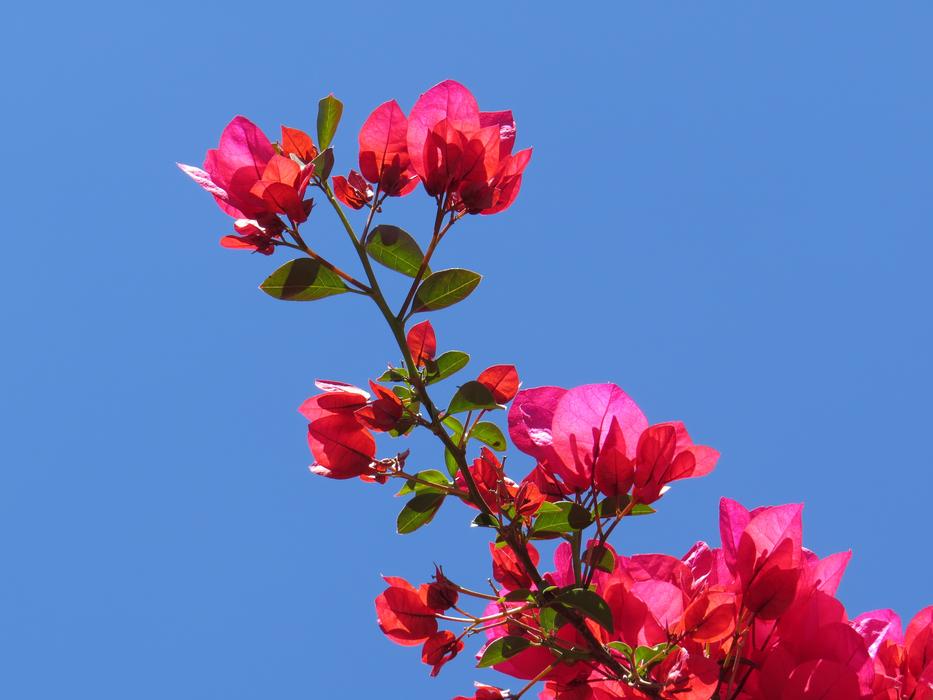 Bungabilia Flowers at sky