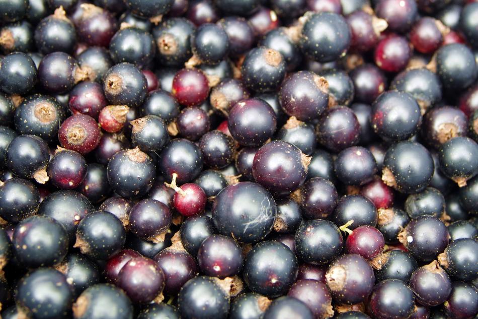 ripe berries in a box