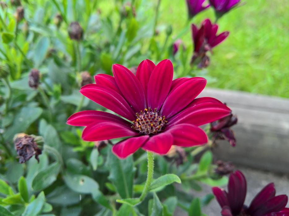 bright gerbera in the garden