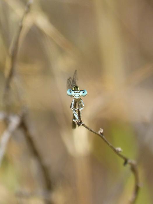 dragonfly on a thin branch