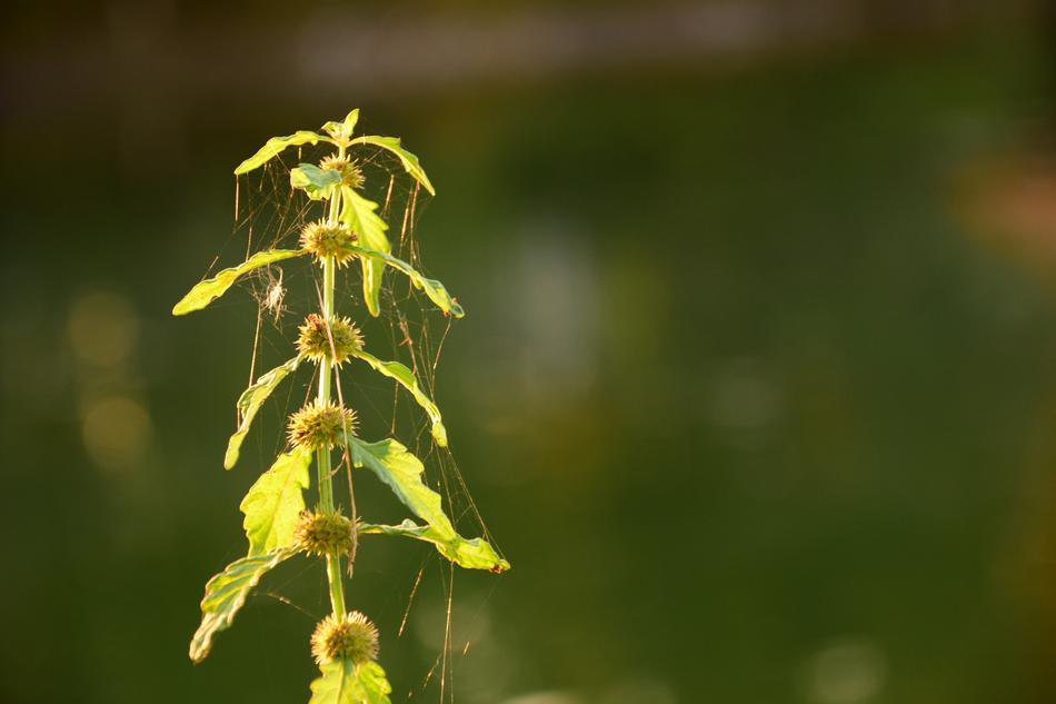 Spider web on Branch Weed Plant