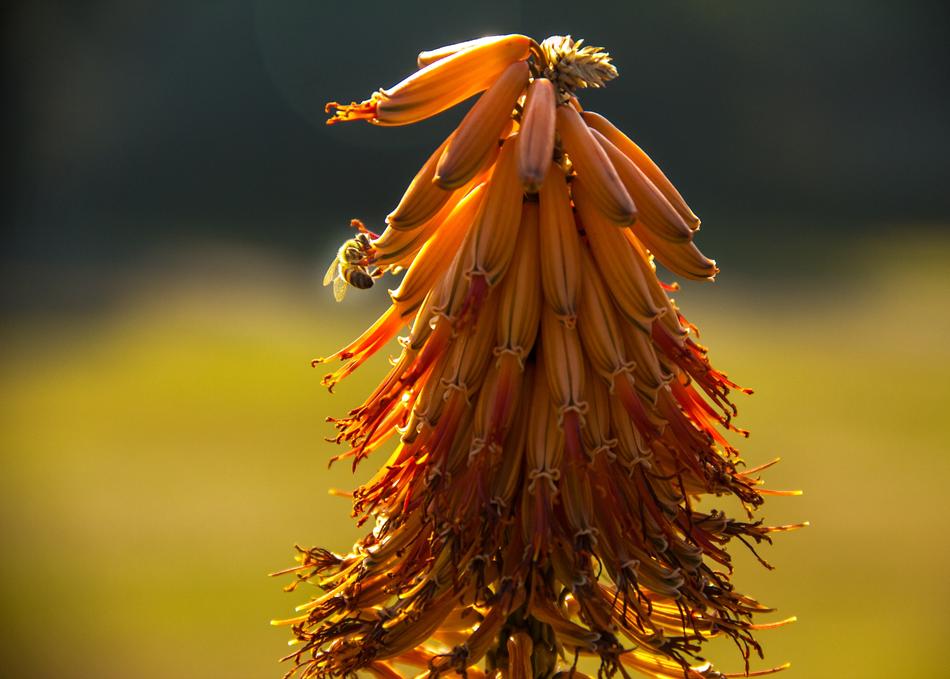 Bee Aloe flowers
