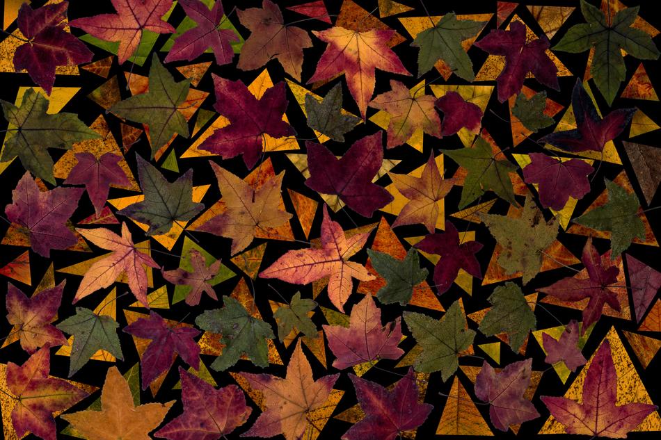 colored leaves on the ground