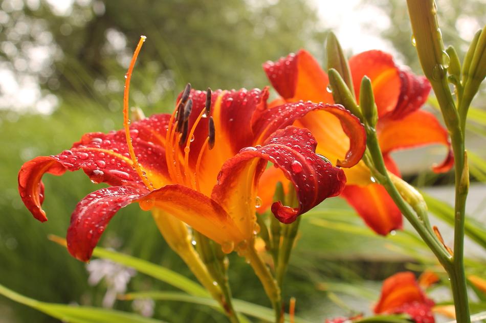 Lily Day Fresh