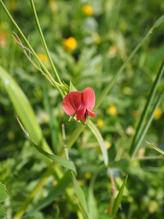 pink Pea Flower Blossom