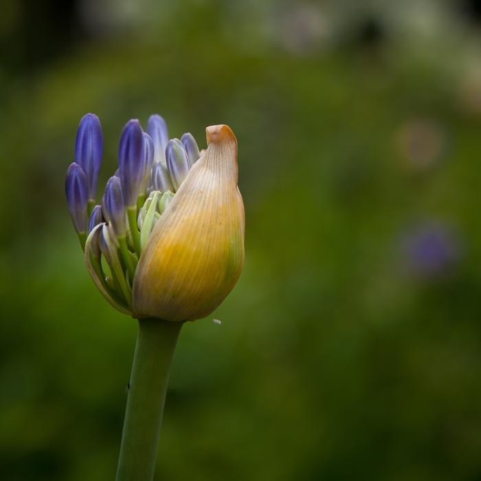 Flower Cocoon Open