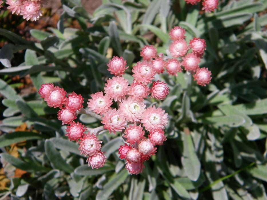 pink blooming helichrysum
