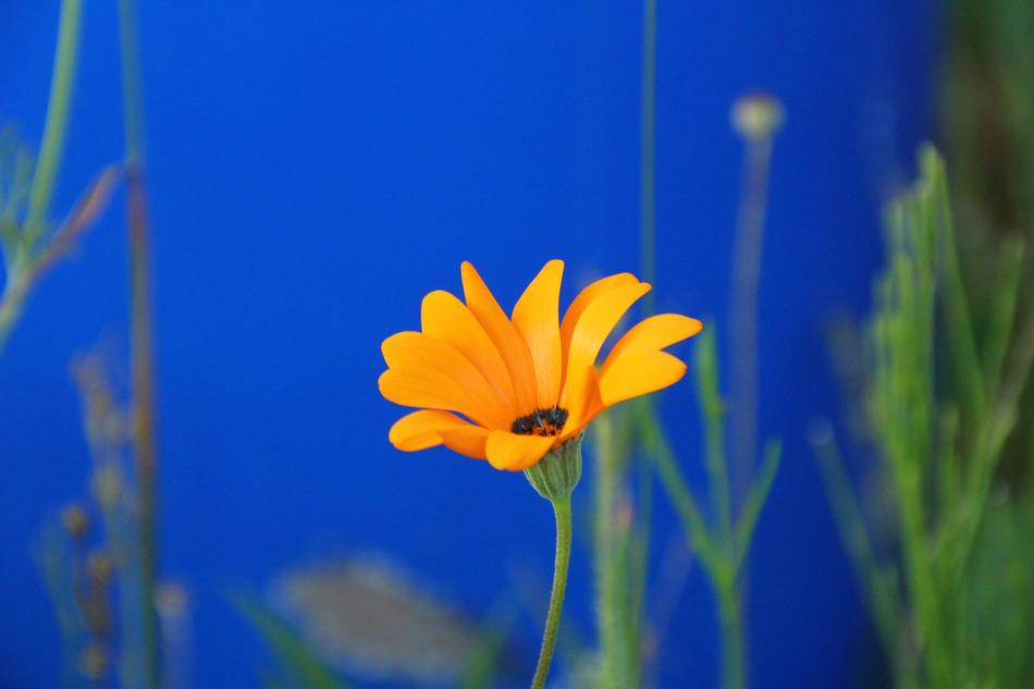 Marguerite Flower Bloom on a blue blurred background