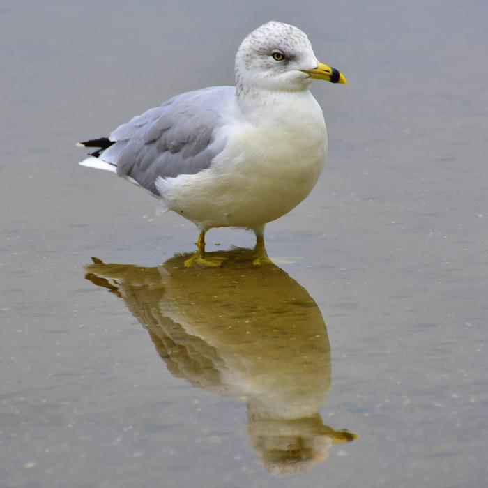 Seagull stands in the water