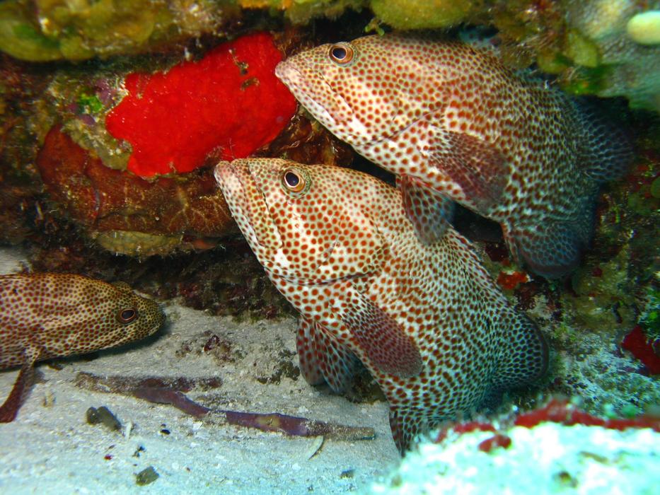 fish tank rocks sea