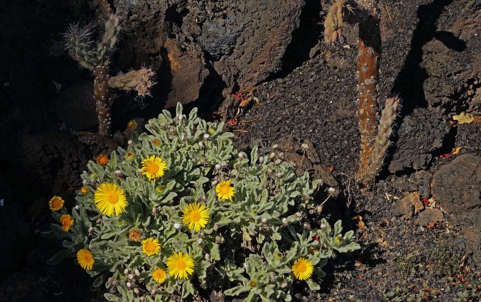 Nauplius Intermedius Flower