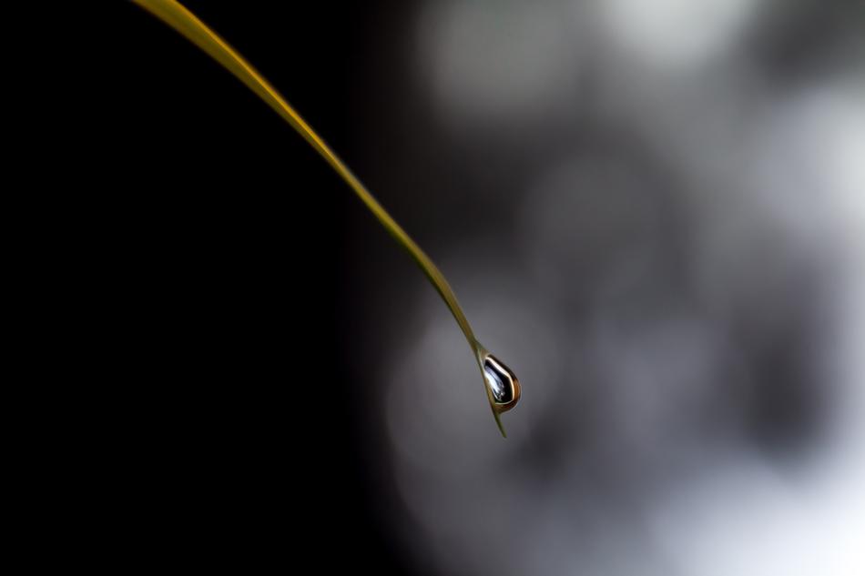 dew drop on grass leaf on blurred background