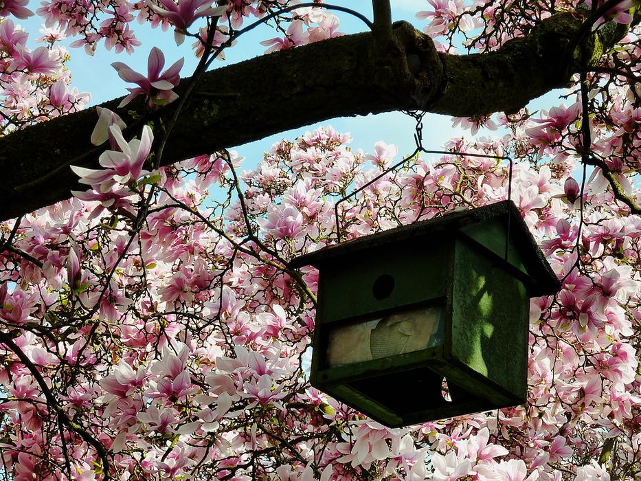 bird house on a beautiful tree