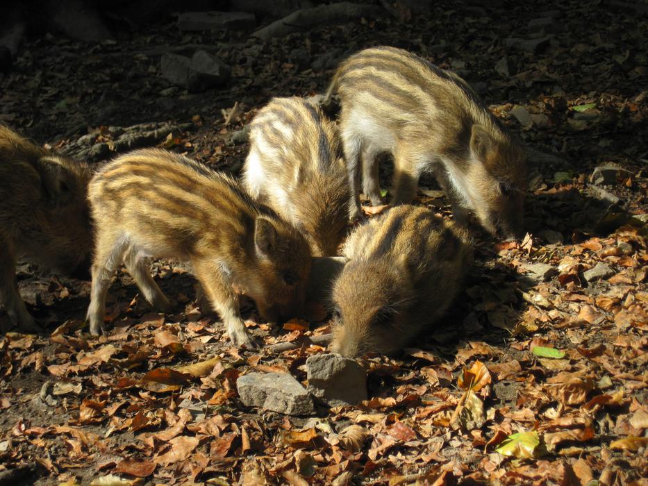 Close-up of the cute, colorful and beautiful wild boars among the colorful leaves