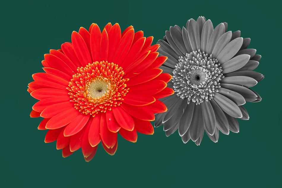gerbera color garden for you