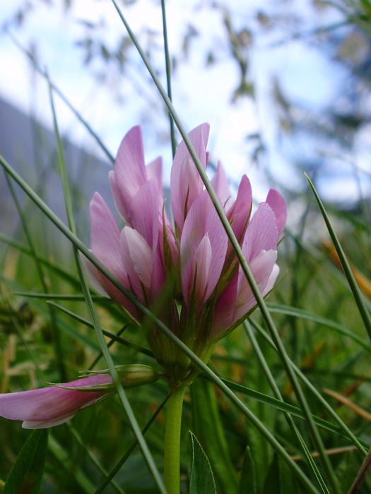 Flower Grass Prato