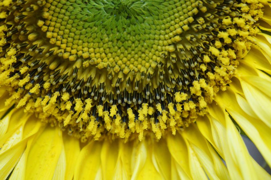 Sunflower Macro Close Up