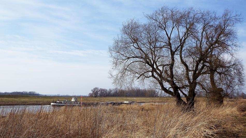 Landscape Tree Barge