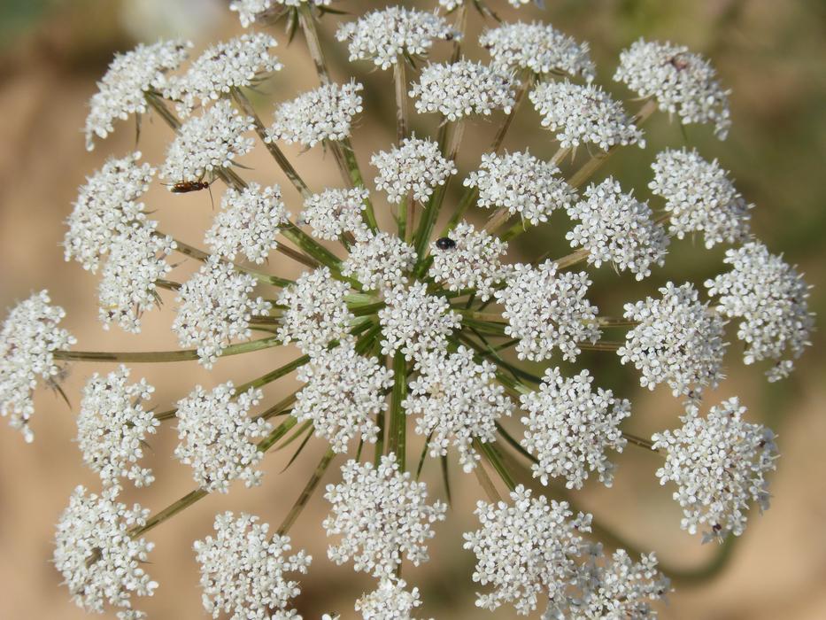 Flower Apiacea Anthriscus