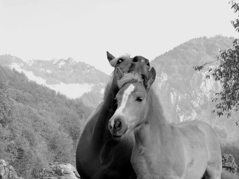 a couple of horses on the farm