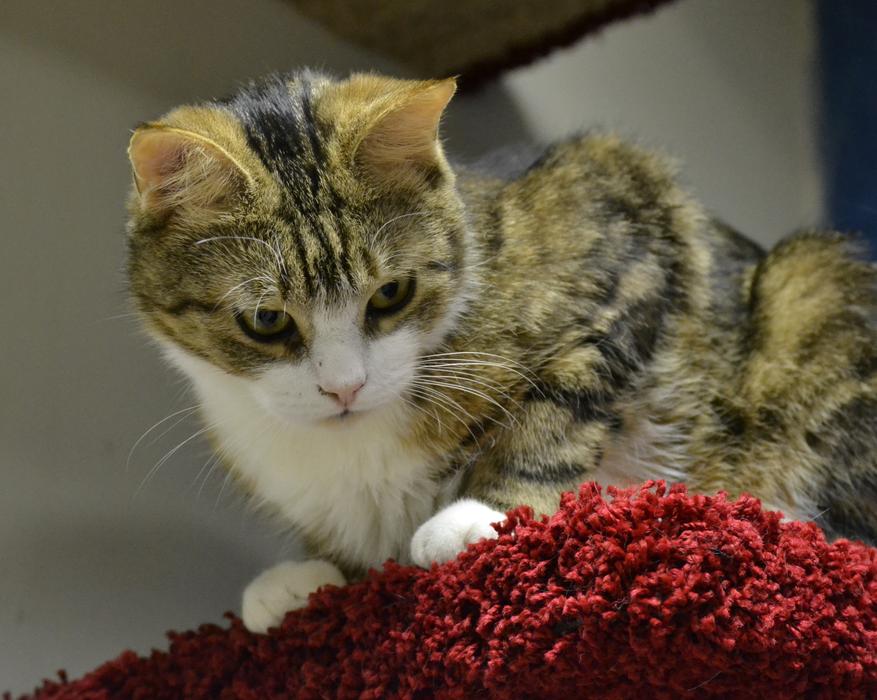 Cat Furry Beautiful