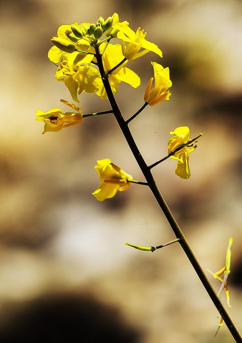 closeup view of Yellow Flowers in Nature