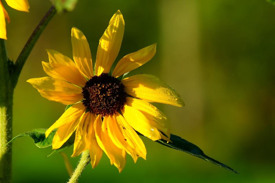 Flower Sunflower Blossom