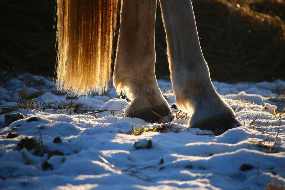 Horse back legs and tail at backlight