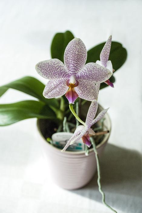Orchid At Home Potted Plant