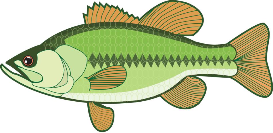 drawing of a green river fish
