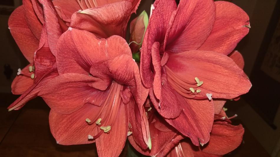 pink Christmas Flowers