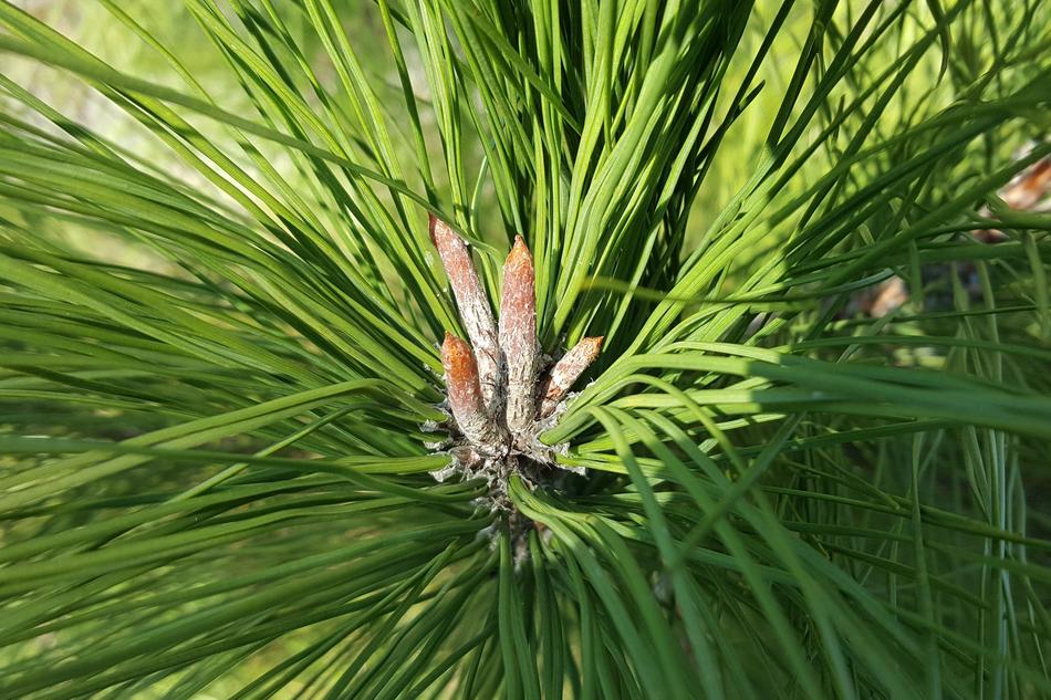 Pine Needles and new twigs close up