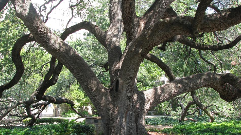 old wide gnarled tree crown close up, usa, texas, san antonio