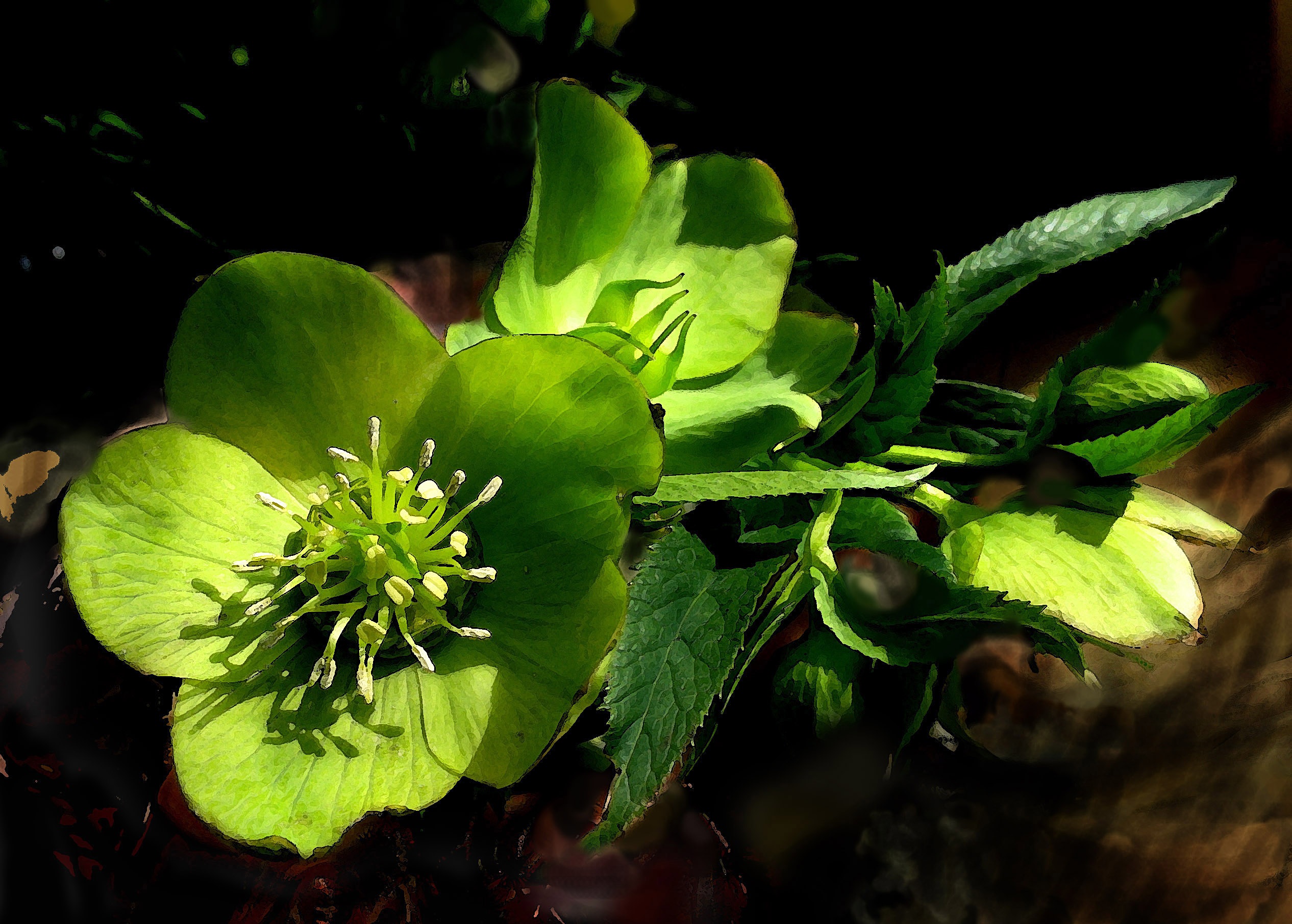 Green Hellebore Flower in spring free image download