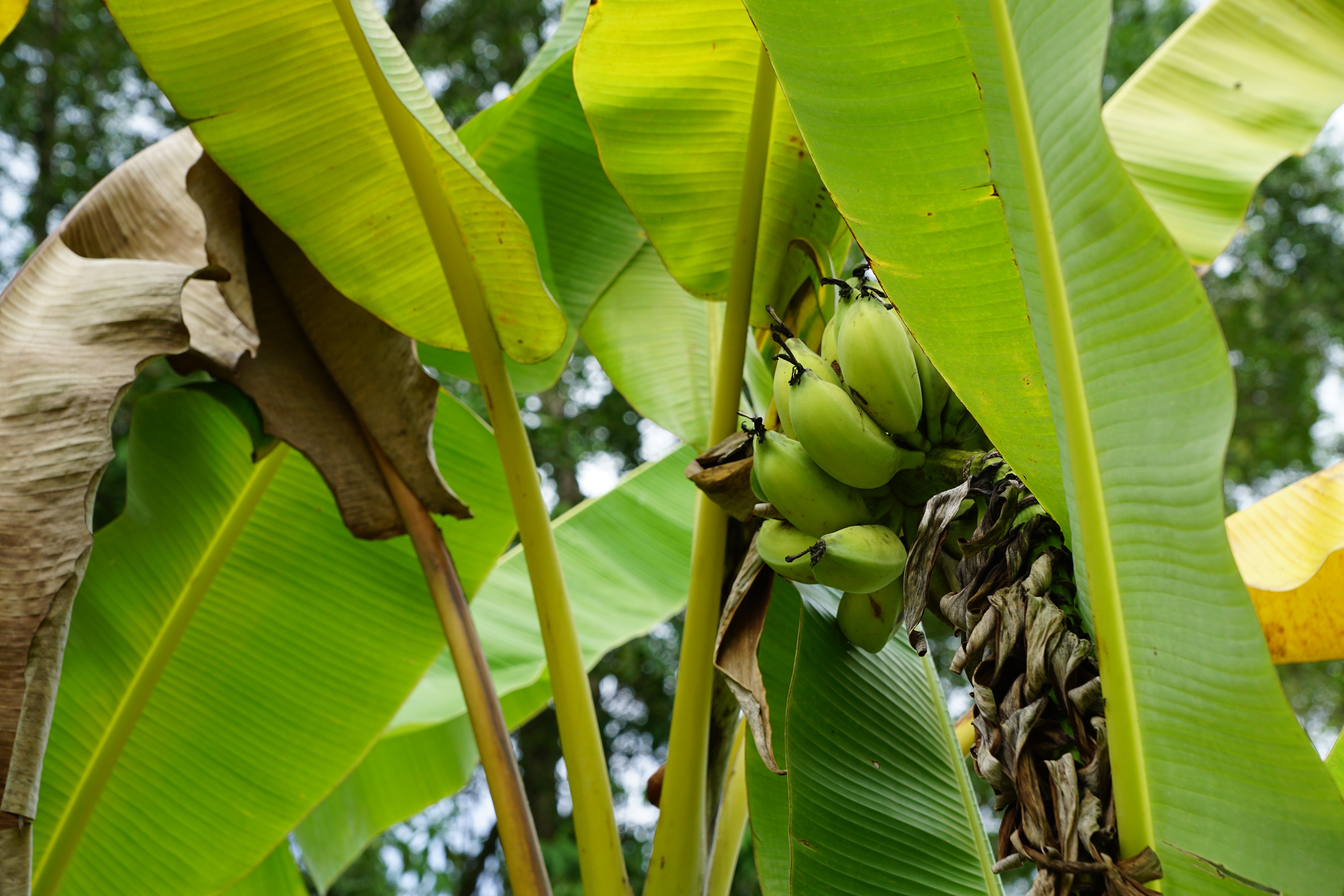 Где растут бананы дерево. Банановая Пальма. Растение банановое дерево. Банановая Пальма дерево. Листья бананового дерева.