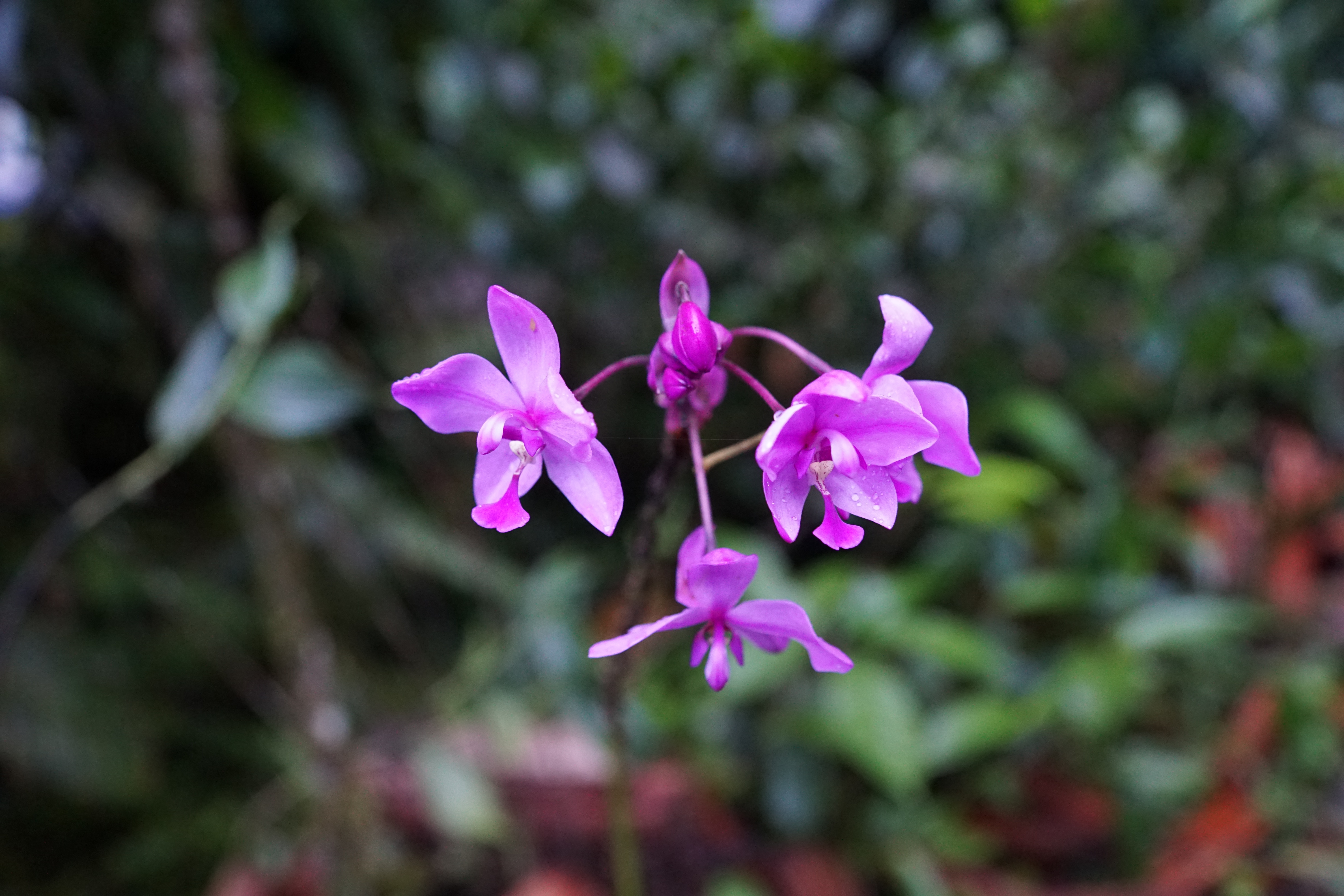 Орхидеи Коста Рика