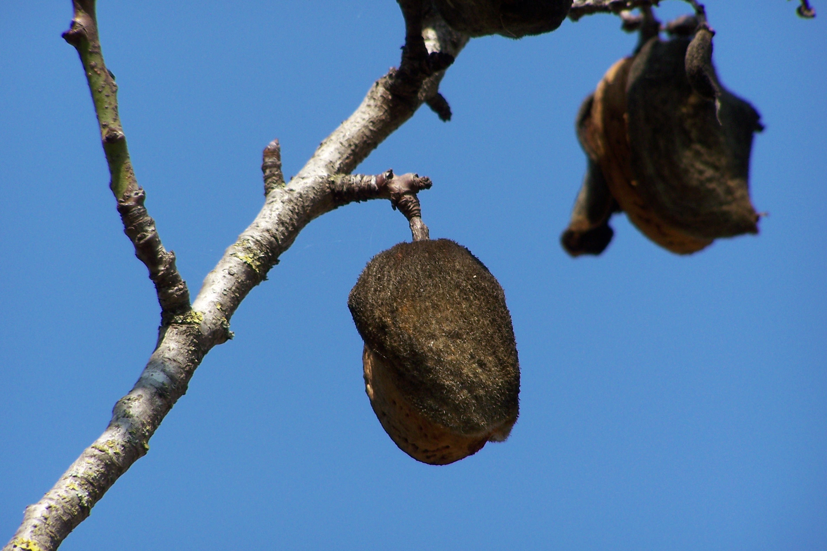 Almond Tree free image download