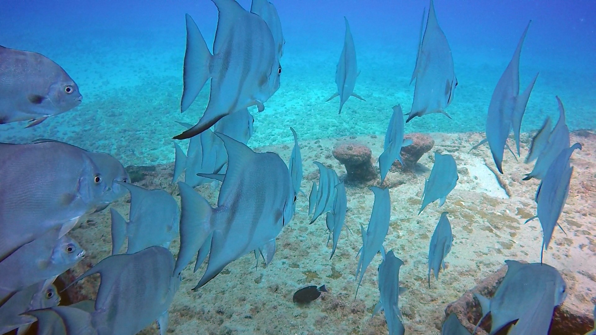 Fish Shoals Water Free Image Download