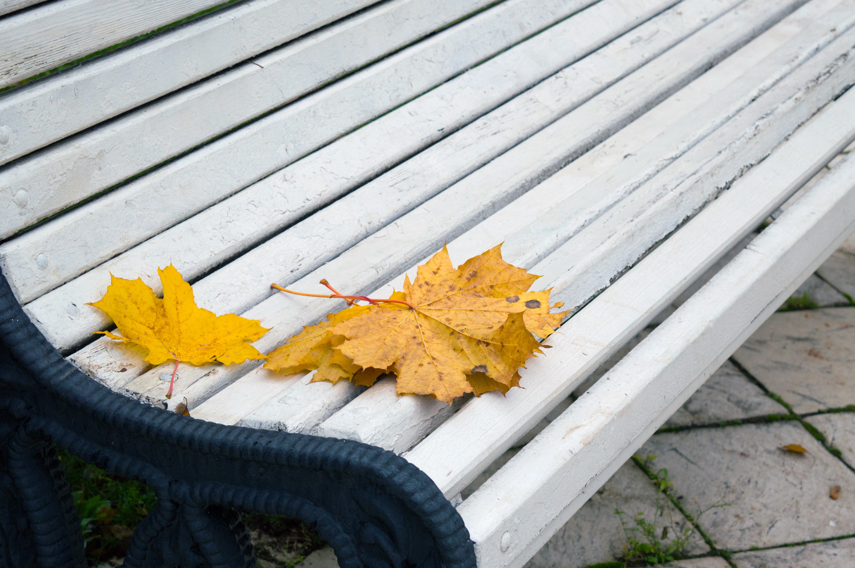 Autumn Leaves Park Bench Free Image Download