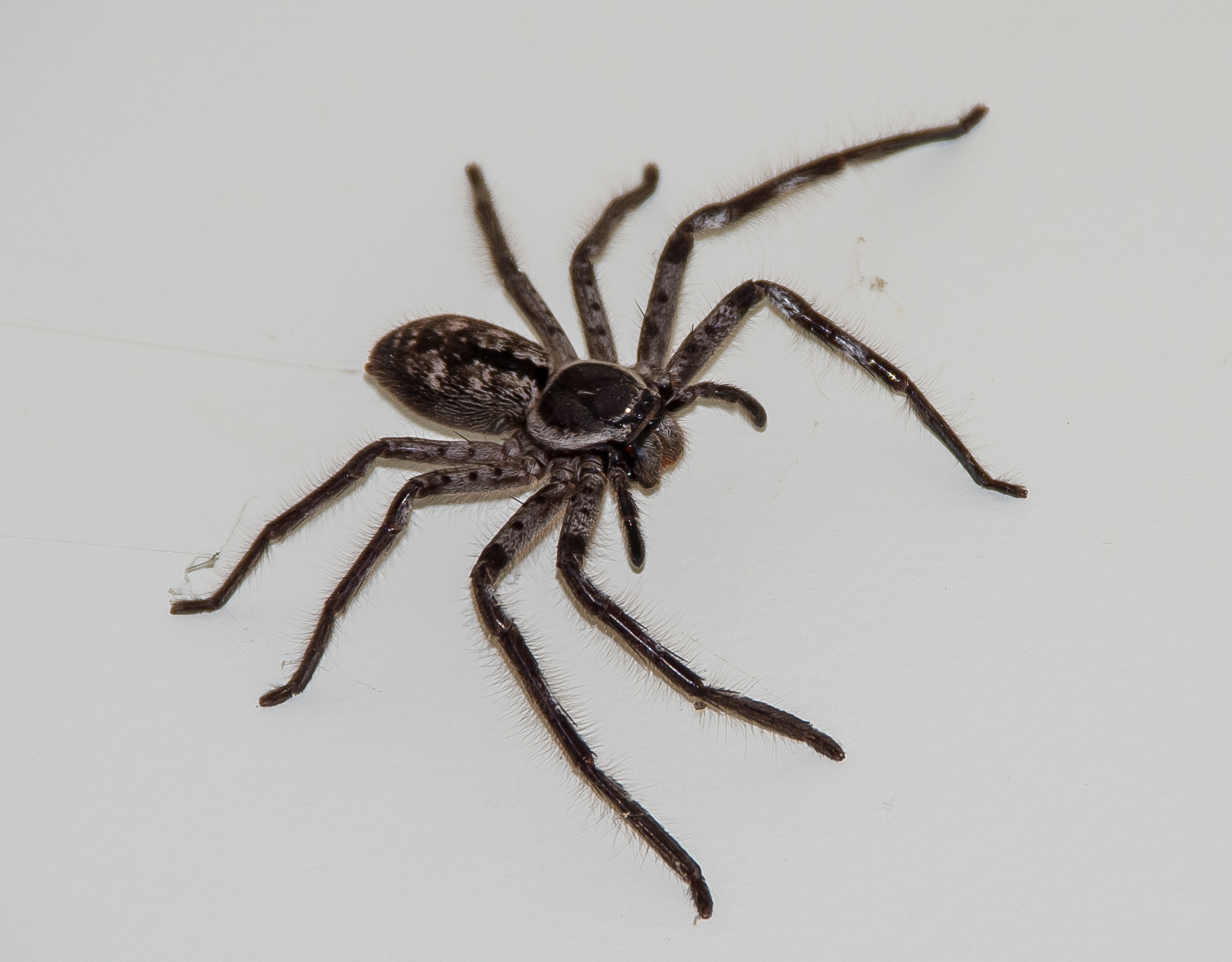 Мерещатся пауки. Паук-охотник (Sparassidae). Huntsman Spider паук-охотник. Brown Huntsman паук. Паук охотник Астраханский.