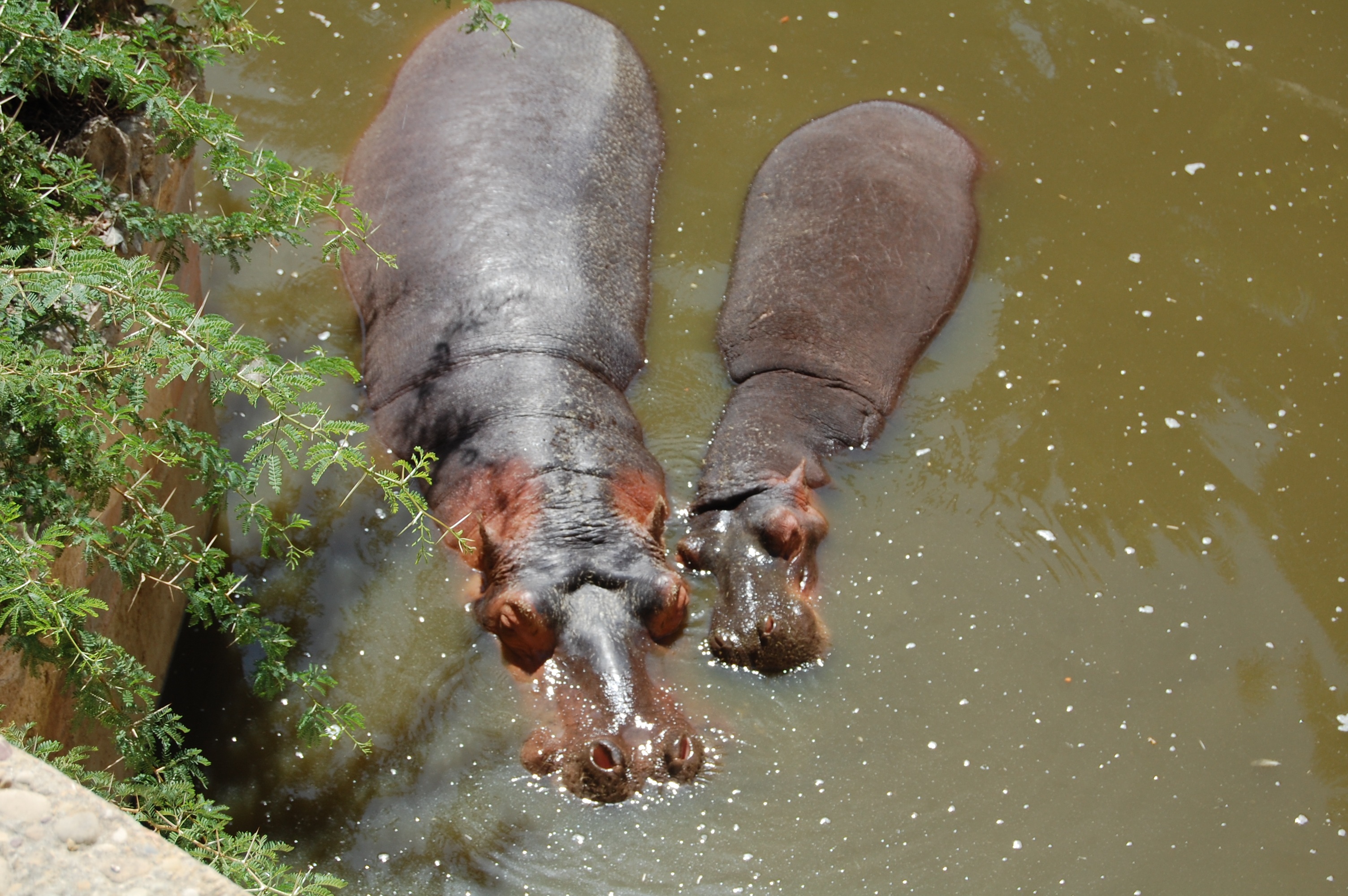 African Hippopotamus in Lake free image download