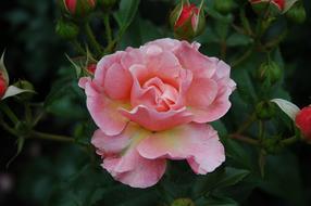 Rose Garden Blossom