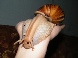 large snail on the hand