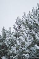 Snow Pine Tree Winter